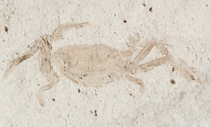 Fossil Pea Crab (Pinnixa) From California - Miocene #49795